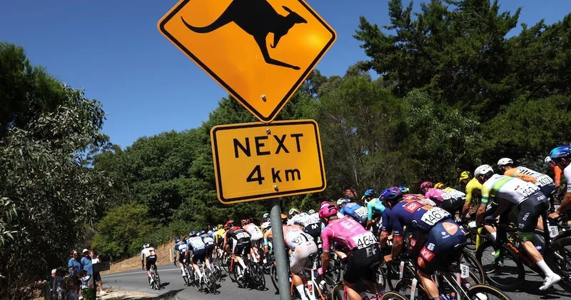 Kenquru velosipedçini vurdu, amma o yenə də birinci oldu VİDEO