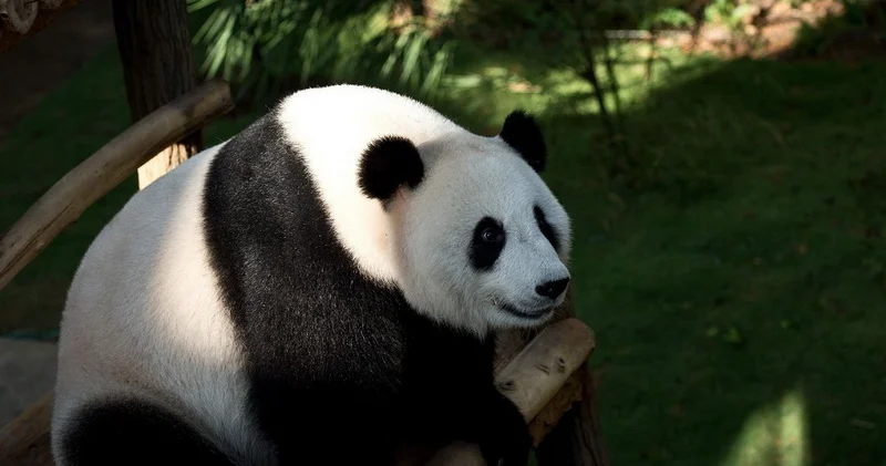 Тысячи японцев пришли попрощаться с пандами в Уэно