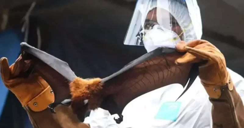 Yarasalardan yoluxur, 24 saat ərzində komaya salır Heç bir əlaməti yoxdur FOTO