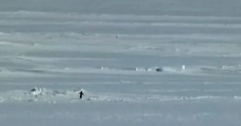 “Nihilist pinqvin”in bu görüntüləri yenidən gündəm oldu Video