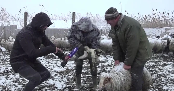 Фермер из Дагестана рассказал, как спасают ягнят в морозы