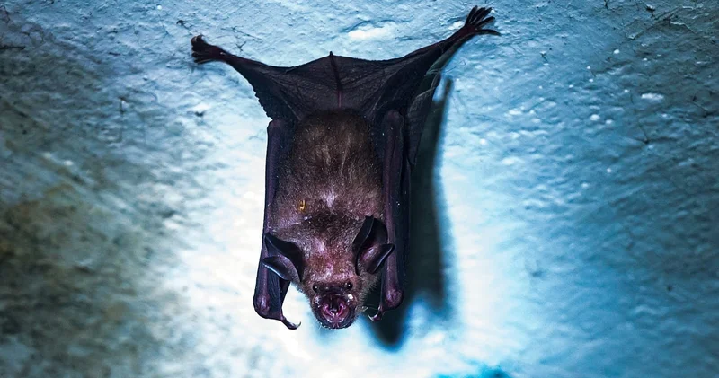 Daha bir ölümcül virus 5 nəfəri yaxaladı KONKRET