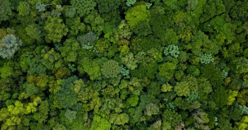 Ученые выяснили, что климат меняет видовое разнообразие деревьев в Амазонии