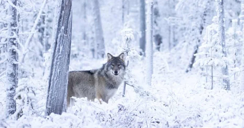 Fin fermerlər Rusiyadan gələn canavarlardan şikayət edir