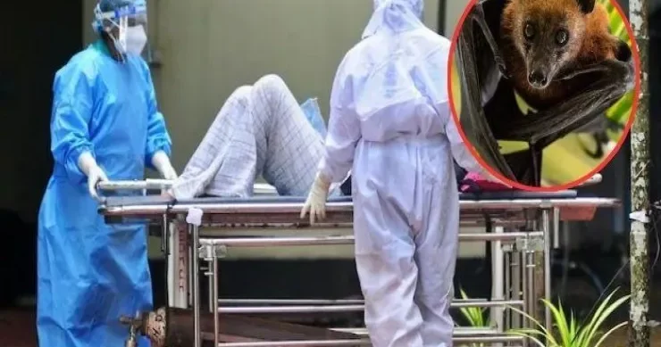 Hindistanda təhlükəli Nipah virusu yayılır