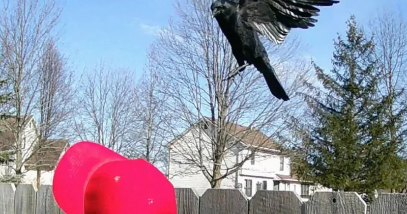 Американец надрессировал ворон против сторонников Трампа Minval Politika