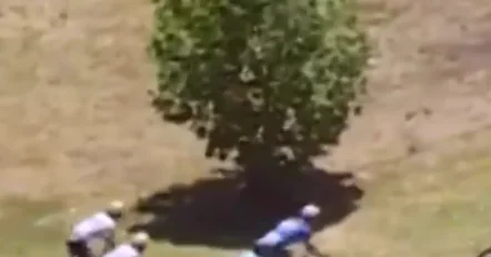 Столкновение велогонщика с кенгуру в Австралии ВИДЕО