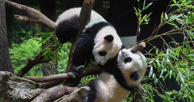 В токийском зоопарке простились с последними пандами