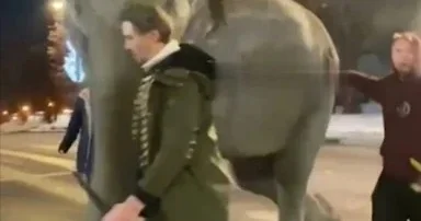 Fil 20 dərəcə soyuqda sirkdən qaçıb: Hökumət binasına getdi