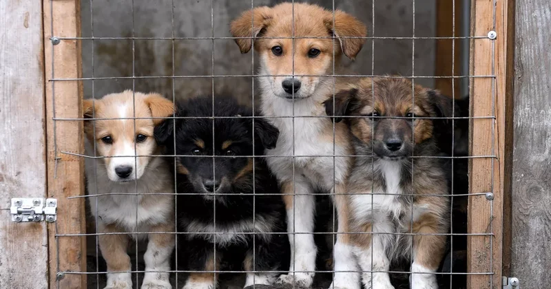 В Батуми построят первый муниципальный приют для бездомных животных