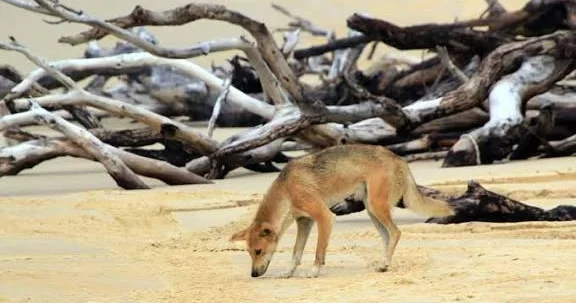 Avstraliyada dinqo sürüsü məhv ediləcək