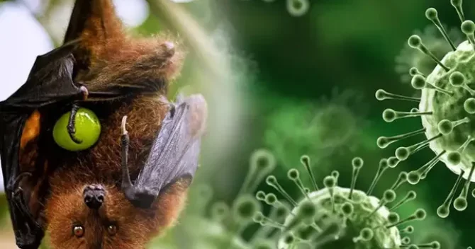 Yeni yayılan virusun əlamətləri KONKRET