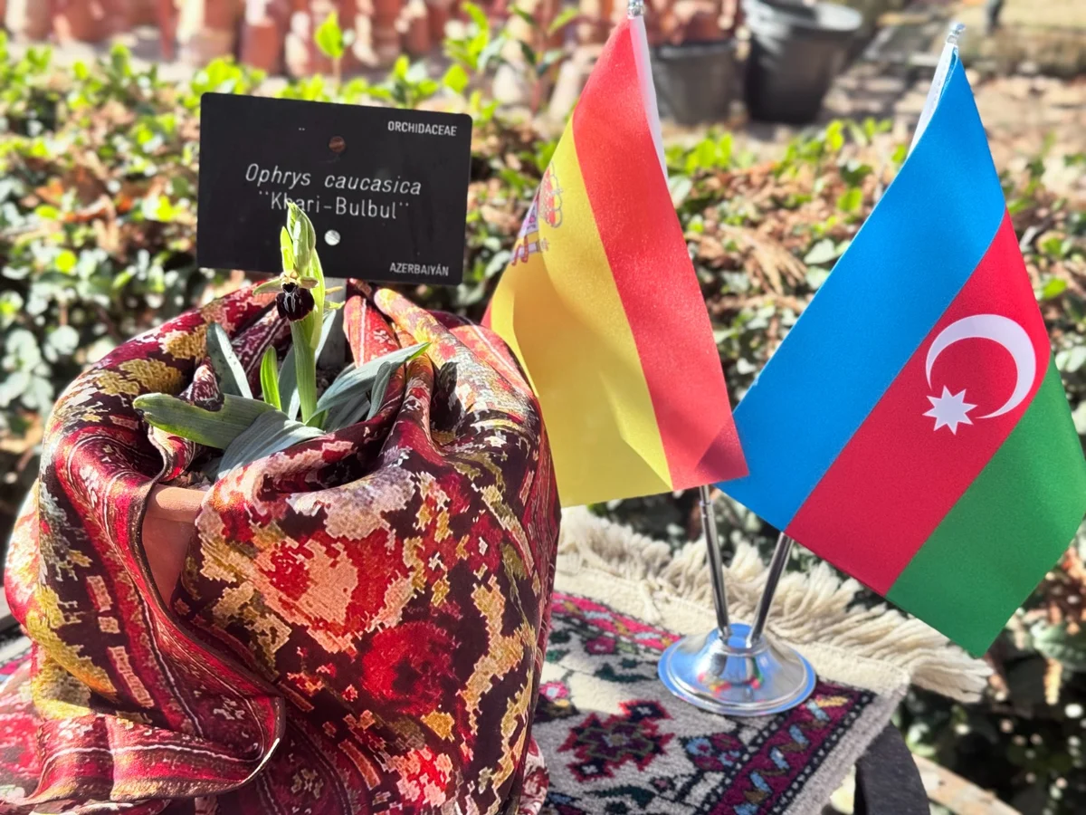 Azərbaycanın sülh rəmzi “Xarı Bülbül” Madriddə çiçək açdı FOTO