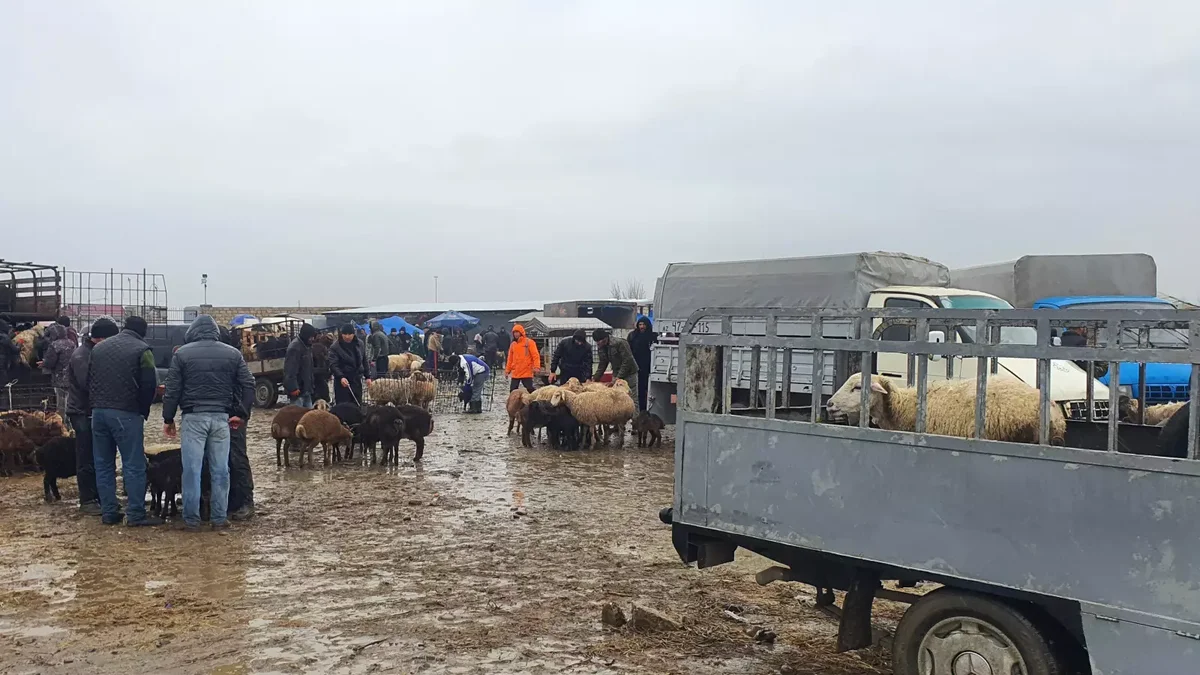 Azərbaycanda bu mal qara bazarının iş günü dəyişdirilib