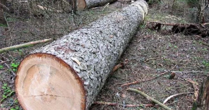 Oğuzda 40 ağacın kəsilməsinə görə polis cinayət işi başladı
