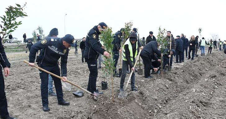 В Сабирабаде прошла акция по посадке деревьев