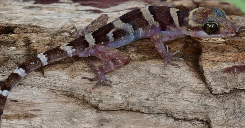 Kambocada yeni kərtənkələ növü aşkar edilib
