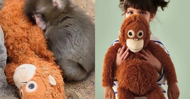 Макака Панч вызвал мировой ажиотаж вокруг игрушки IKEA