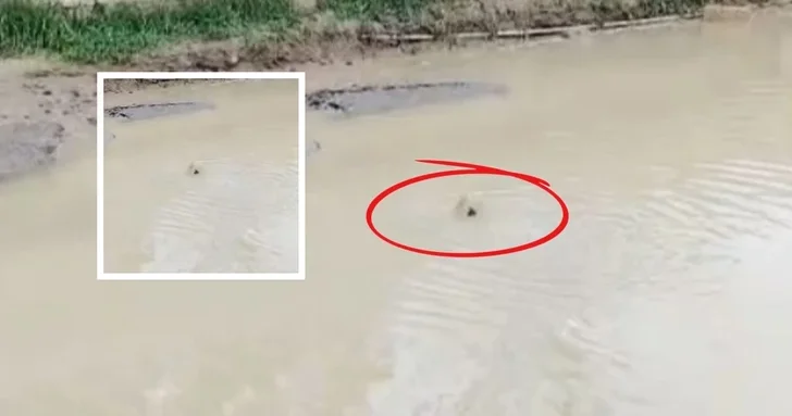 Прорыв канализации в абшеронском поселке: сточные воды затопили улицу