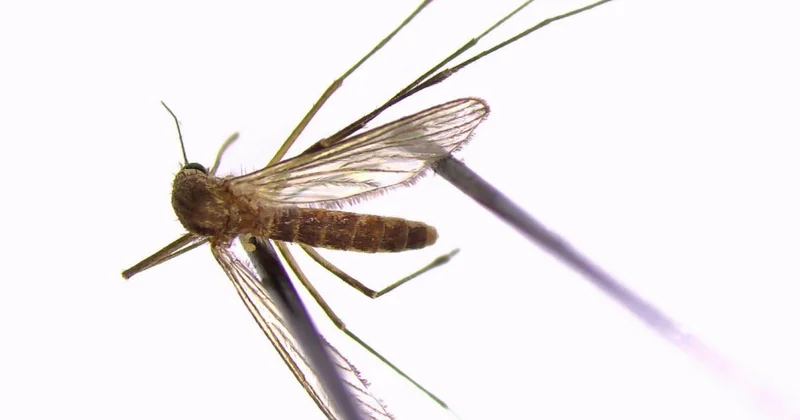 Опасный комар продвигается на север Швеции