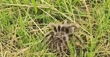 Minskdə nəhəng tarantula hörümçək tapılıb...