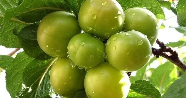 11 səbəb üçün alça yeyin FAYDALARI