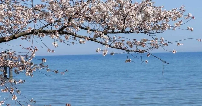 Kanadalılar ABŞ siyasətindən narahatdır