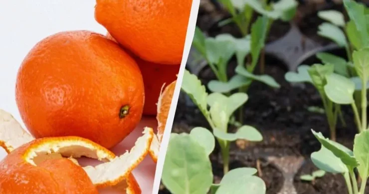 Portağal qabığından bağda istifadə etməyin 4 üsulu