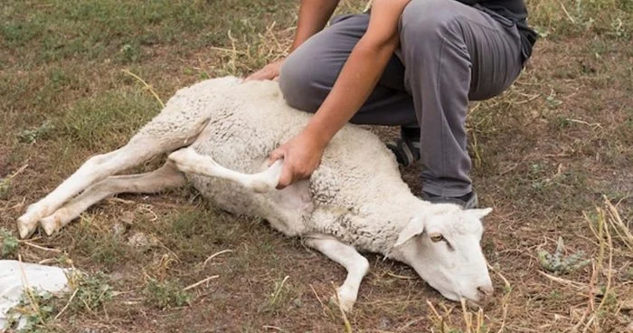 Qurban kəsimi 3 gün davam edəcək Bayram namazının vaxtı