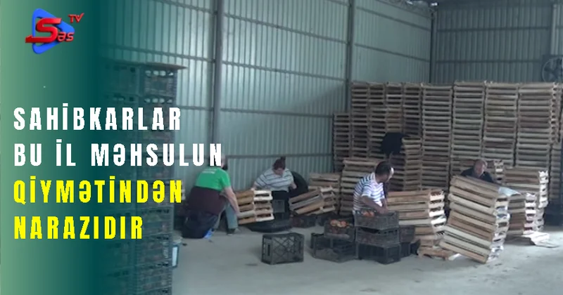 Sahibkarlar bu il məhsulun qiymətindən narazıdır