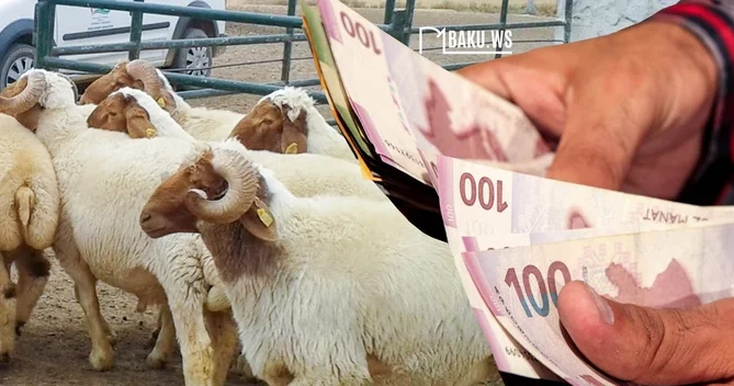 Qurbanlıq heyvan almaq çətinləşir? QİYMƏTLƏR