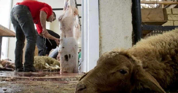 Qurban kəsimi məntəqələri ilə bağlı VACİB XƏBƏR