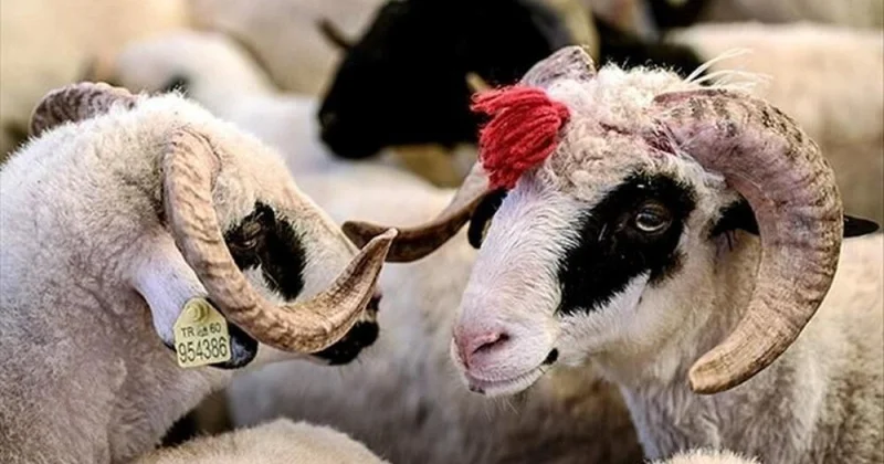 Qurban bayramı ilə bağlı fətva verilib, bayram namazının vaxtı açıqlanıb