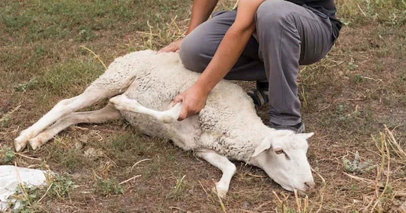 Qurban bayramında 1 yaşına çatmamış qoyun kəsmək olmaz Qida eksperti