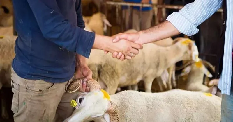 Qurbanlıq heyvanlar BAHALAŞDI 300 manatdan...