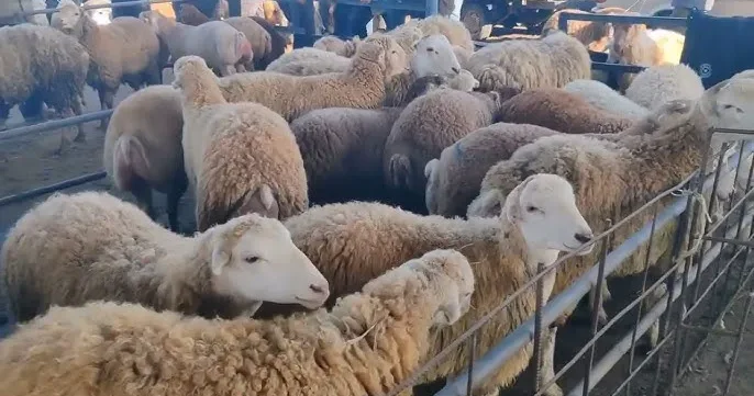 Qurbanlıq heyvanların qiyməti AÇIQLANDI