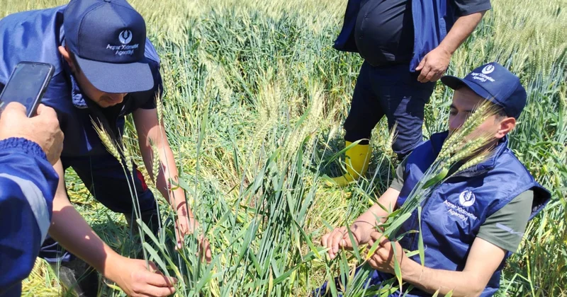 Hacıqabulda toxumluq əkinlərdə aprobasiya prosesi həyata keçirilib