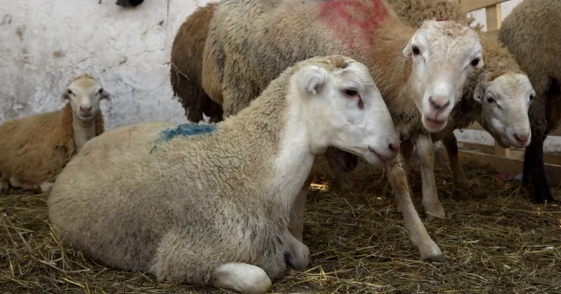 Qurban əti necə bölünməlidir?
