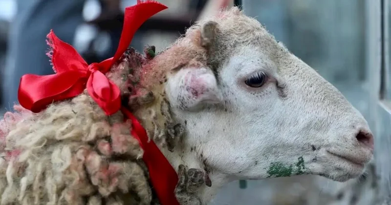 Qudalara Qurbanlıq payı aparmaq günahdır? İlahiyyatçıdan açıqlama