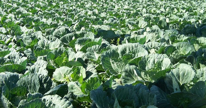 Kələm sahələrinin sığortası davam edir şərtlər, məbləğlər