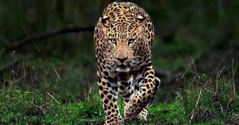 Leopard 4 yaşlı qıza hücum etdi