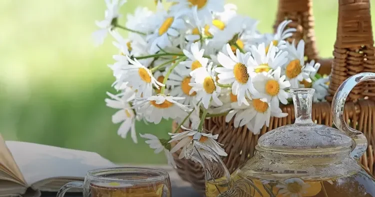 Kimlət çobanyastığından uzaq durmalıdır?