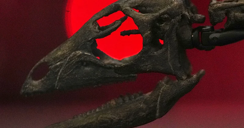 Ot yeyən dinozavr skeleti