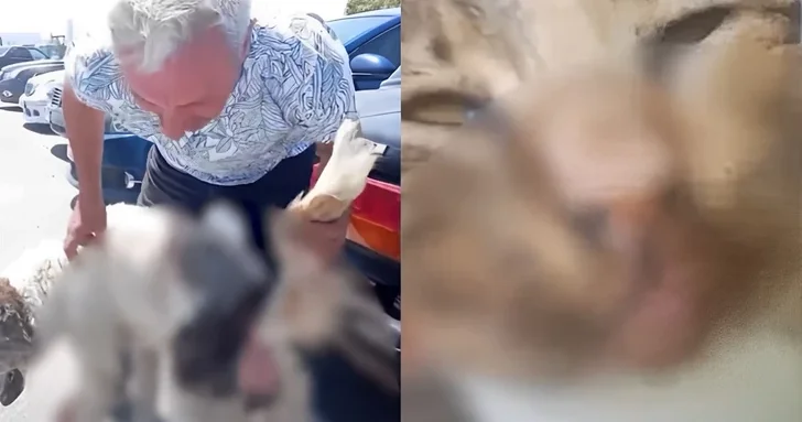 В Азербайджане обсуждают ужасающие случаи жестокого обращения с животными