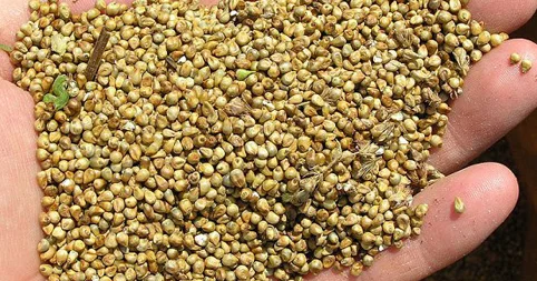 Toxum istehsalında yeni qaydalar tətbiq ediləcək