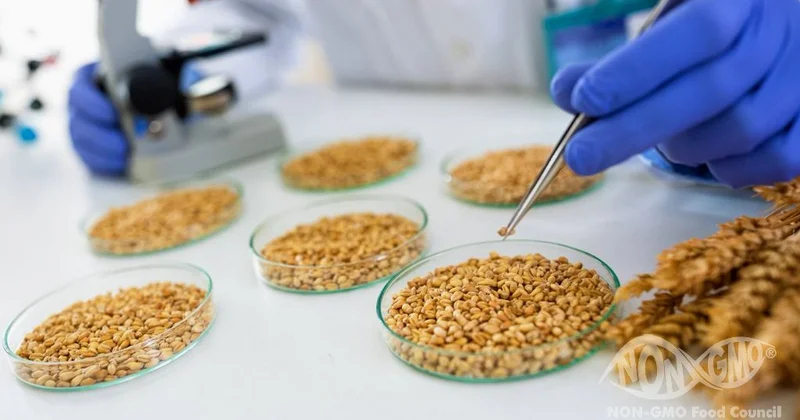 Genetik modifikasiya olunmuş toxumların satışına qadağa qoyulur