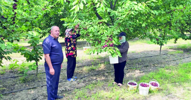 Qubanın bağlarında bərəkət mövsümü