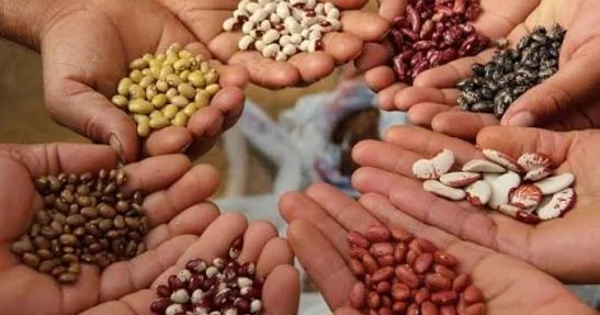 Azərbaycanda qeydiyyatsız toxum satışı qadağan olunur