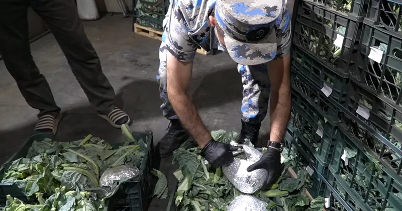 Таможенники обнаружили марихуану в цветной капусте из Ирана Minval Politika
