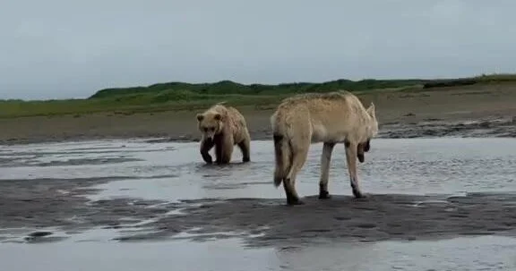 Аномально огромного волка заметили на Аляске ВИДЕО